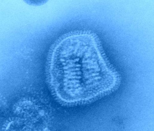 virus H7N9