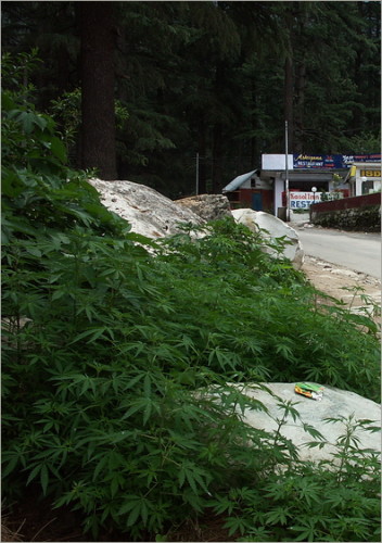 Himachal Pradesh Parvati Valley : Qui la pianta cannabis detta “bang” cresce sulla strada