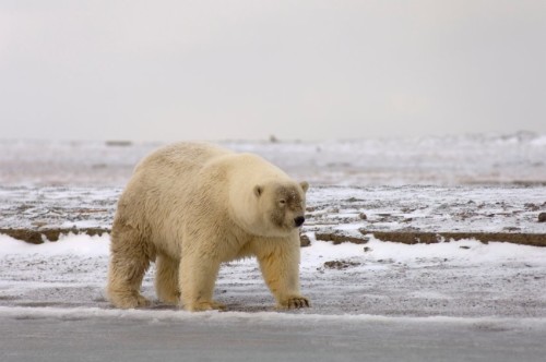 Polar Bear / Grizzly hybrid Prizzly o Grolar Bear: Orso polare (Ursus maritimus), ma la forma del corpo di questo orso è anomala, ha il collo corto, ed ha una strana faccia rispetto agli altri orsi polari, potremmo essere portati a credere che potrebbe essere più facilmente un orso ibrido grigio, fotografato sulla pianura costiera del l'Arctic National Wildlife Refuge, in Alaska. Senza la scansione del DNA, questo non poteva essere confermato. Gli orsi polari si sono evoluti dagli orsi grizzly e oggi sono in grado di accoppiarsi tra loro producendo nuove mutazioni.