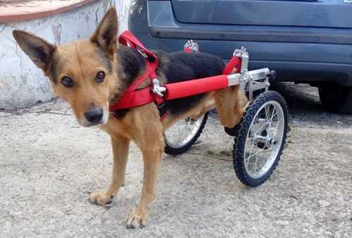 Girotondo il cane disabile di Andria