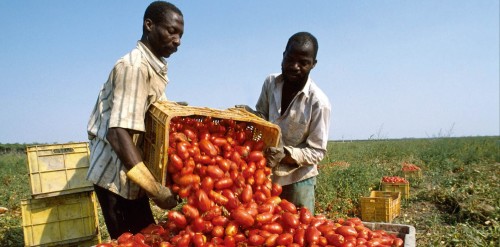 Pomodori rosso sangue