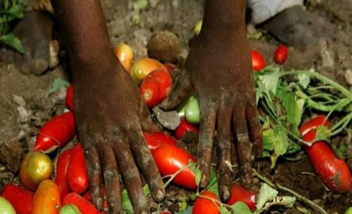 Pomodori rosso sangue - Le mani della mafia sul caporalato