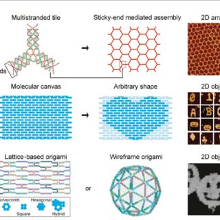 summary-of-dna-tile-and-dna-origami-a-multistranded-dna-tile-each-tile-is-composed-of_q320